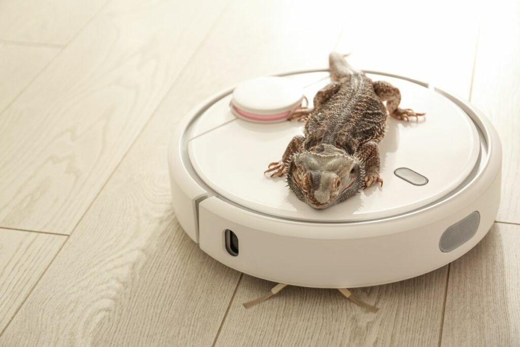 Benefits of Keeping Lizards Around