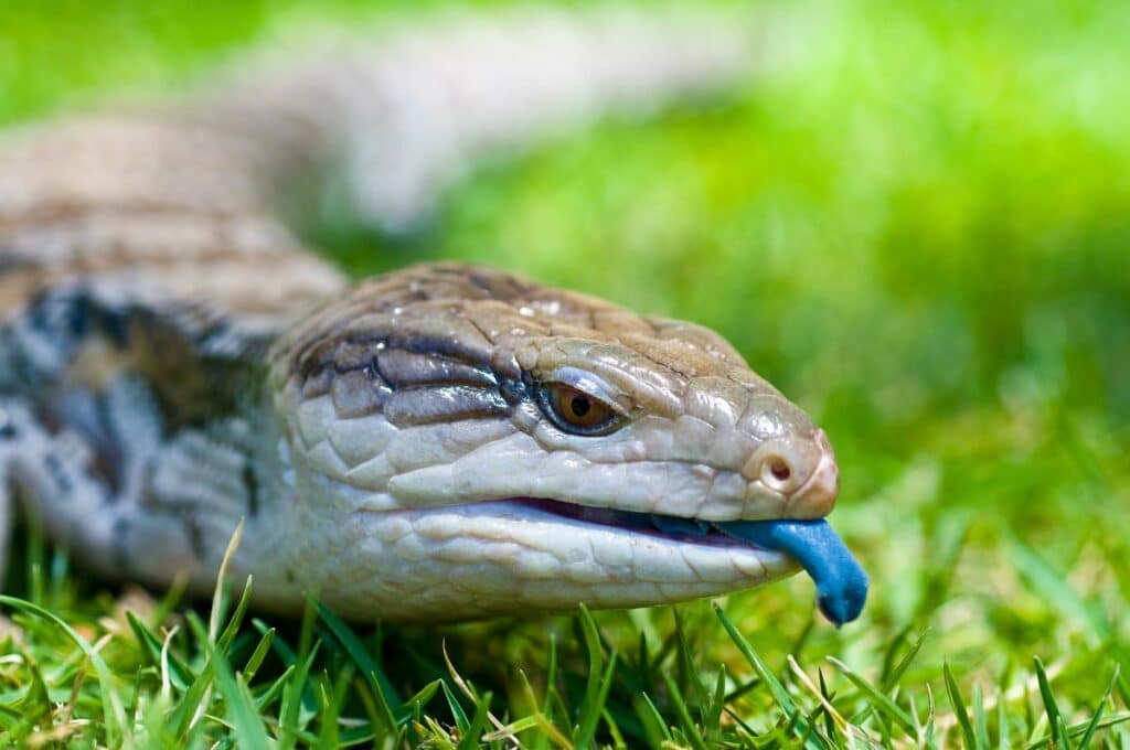 Blue Tongue Skink Lizard 