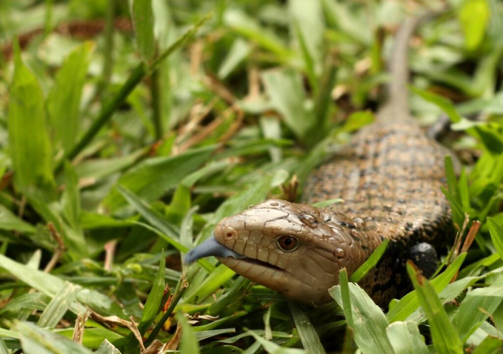 Blue Tongued Skink