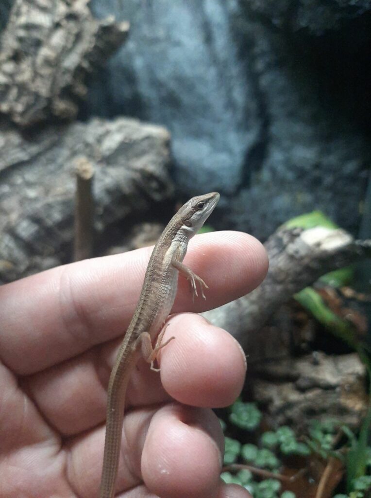 Can You Handle a Long Tailed Lizard