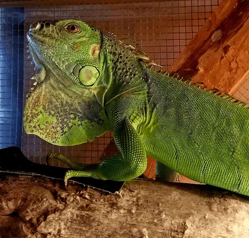 Caring for Green Iguanas as Pets
