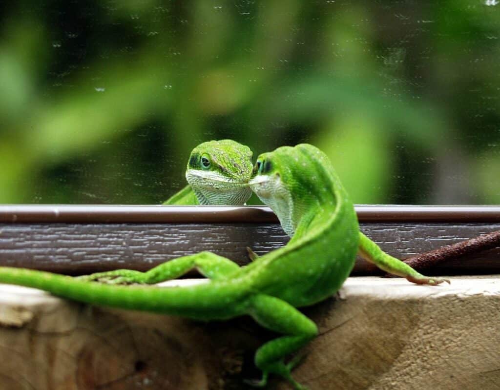 Caring for a Pet Green Anole Lizard