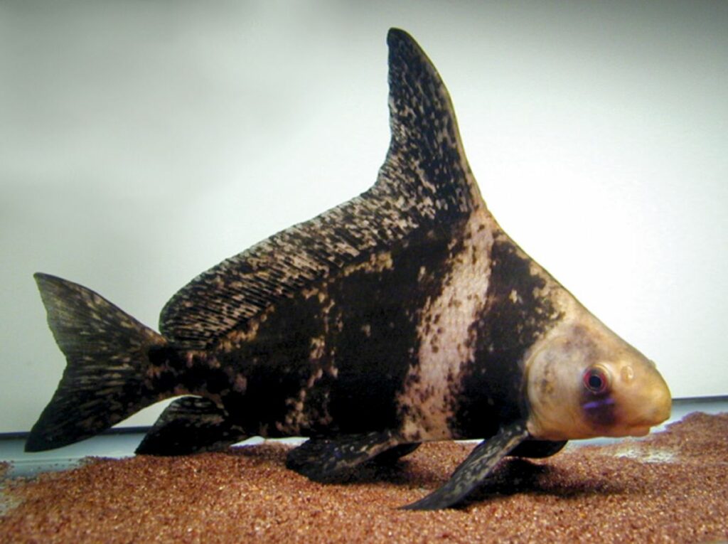 Chinese Hi Fin Shark