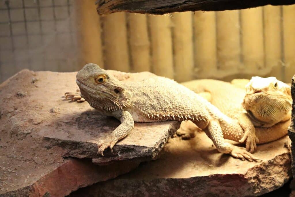 Decorating a Beard Lizard Enclosure