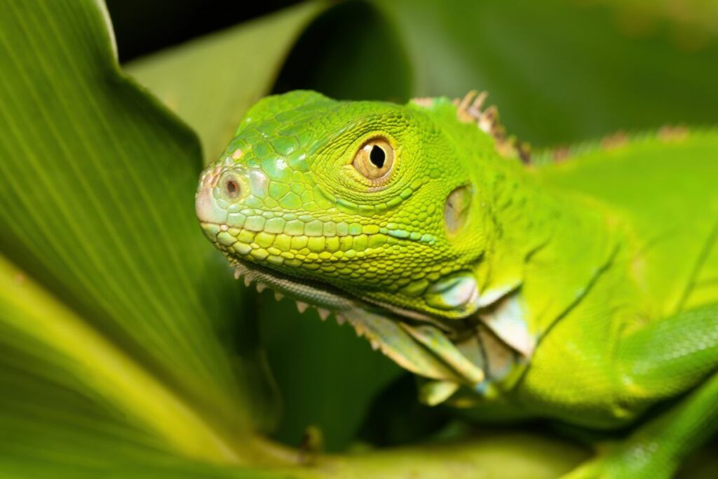 Diet, Housing, and Caring for the Green Iguana