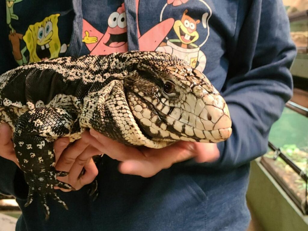 Do Argentine Tegus Like to be Held