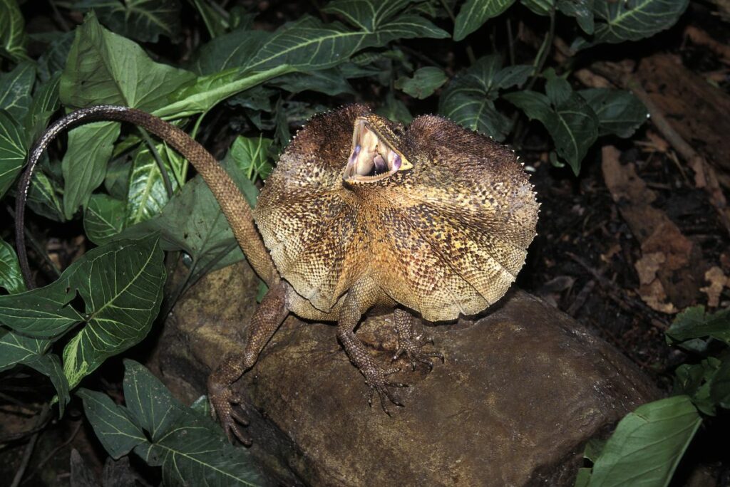 Frilled Lizards Conclusion