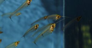 Glass Catfish