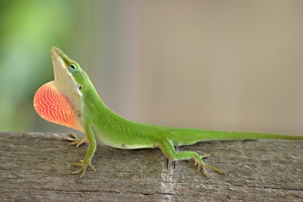Green Anole Lizard 