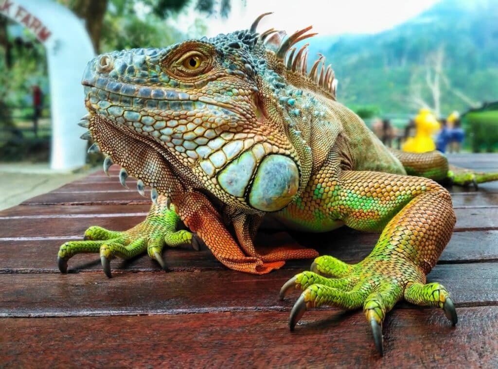 Green Iguana