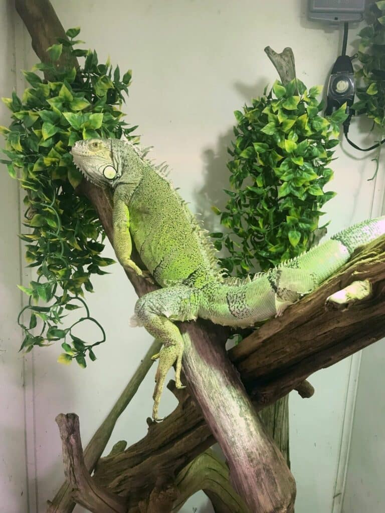 Green Iguana Lighting Needs