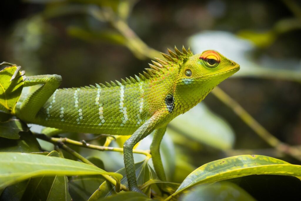 Green Lizard