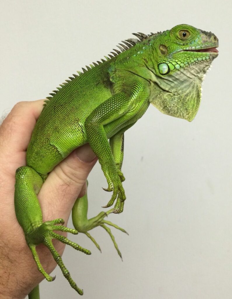 Handling a Green Iguana