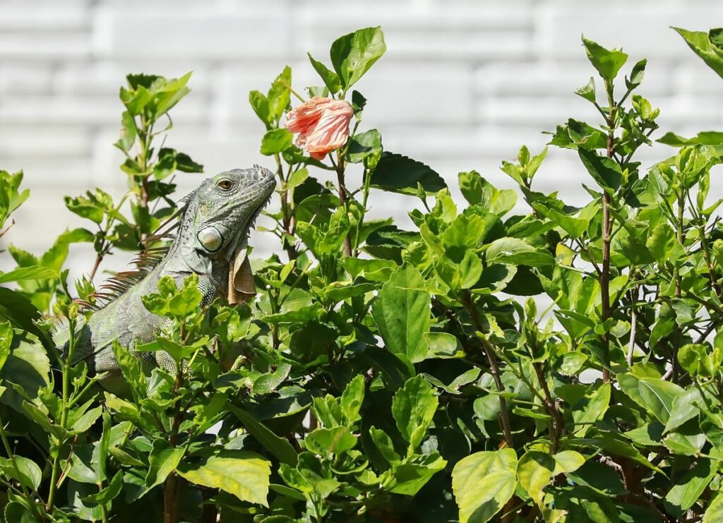 Herbivorous Wild Lizards