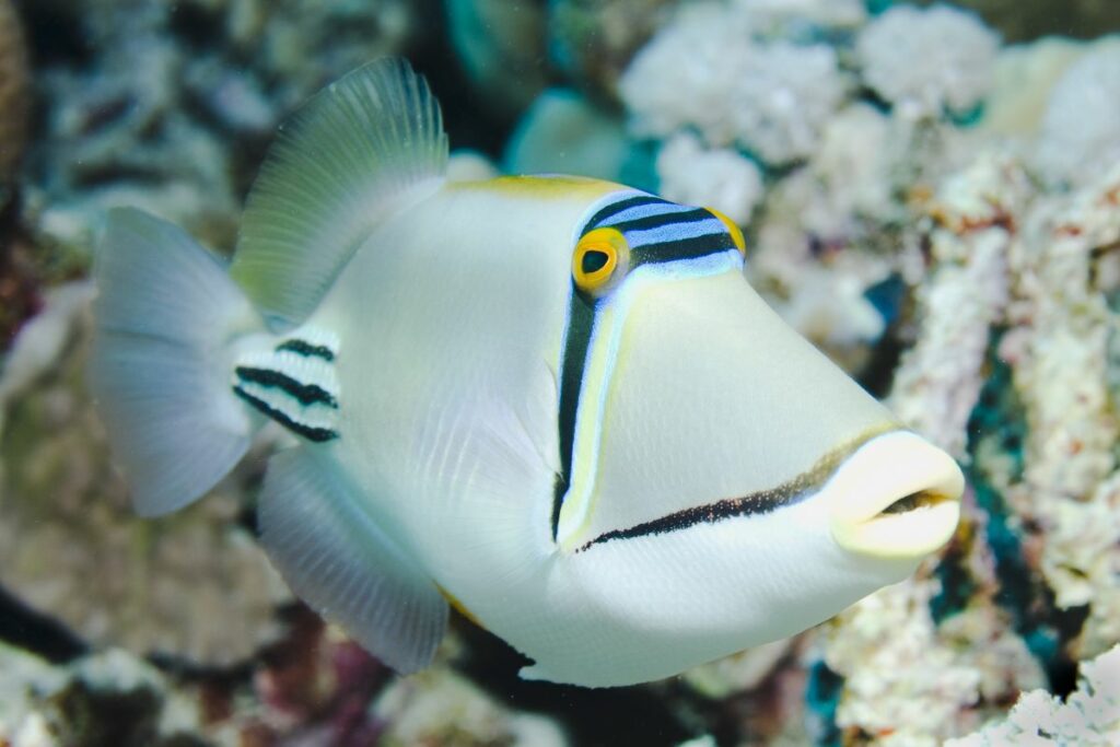 Housing, Feeding, and Tank Mates for the Picasso Triggerfish 