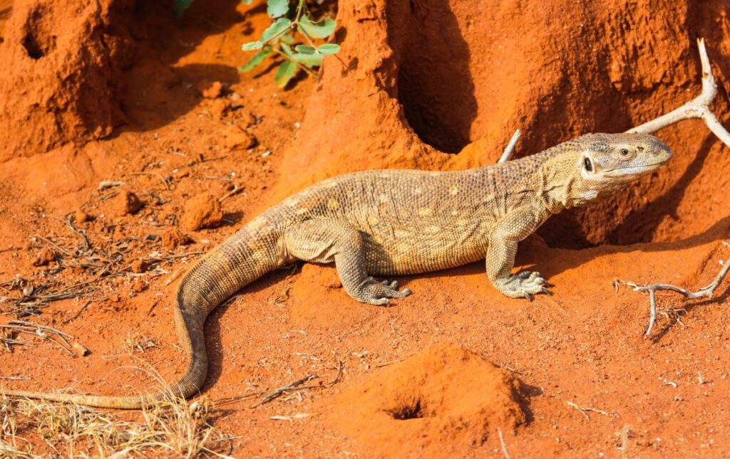 Housing, Lighting, and Handling the Savannah Monitor Lizard