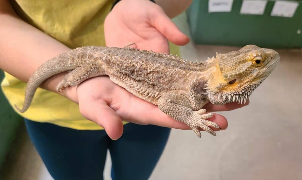 How to Take Care of a Bearded Dragon