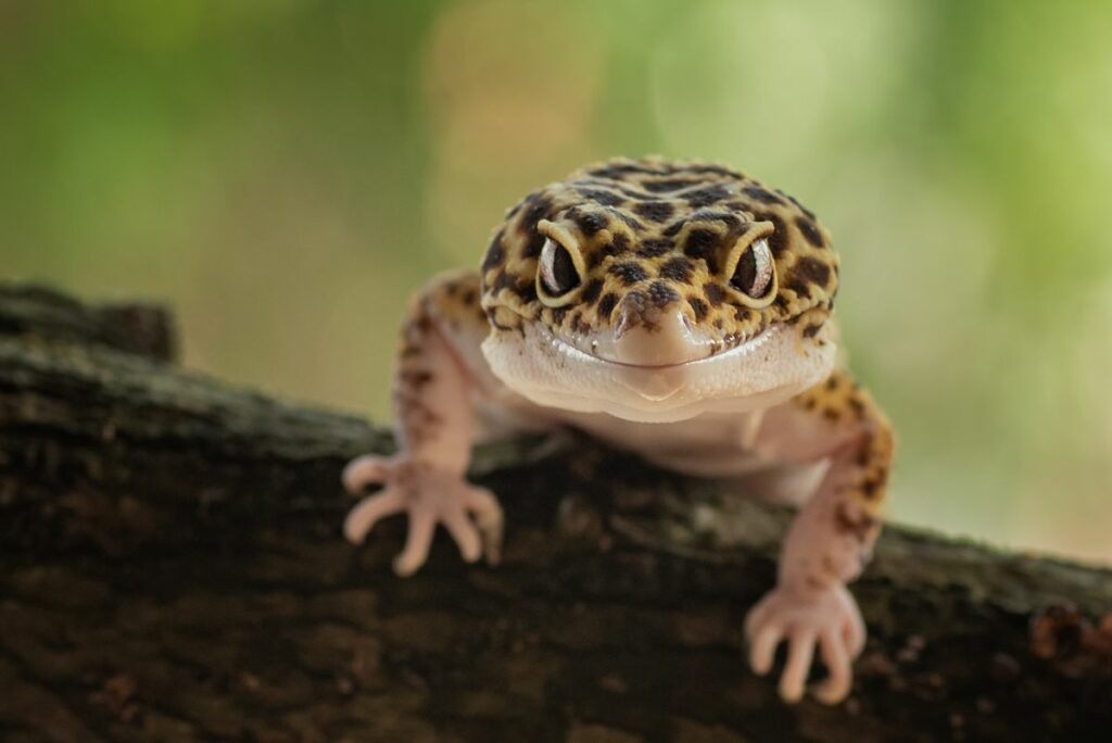 Leopard Geckos as Pets