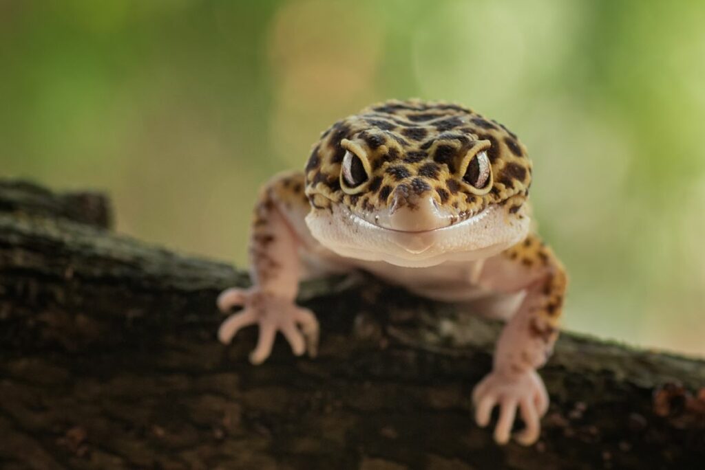 Leopard Gecko