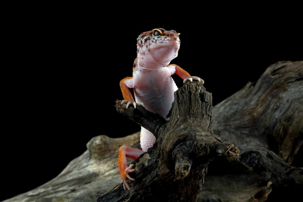 Leopard gecko