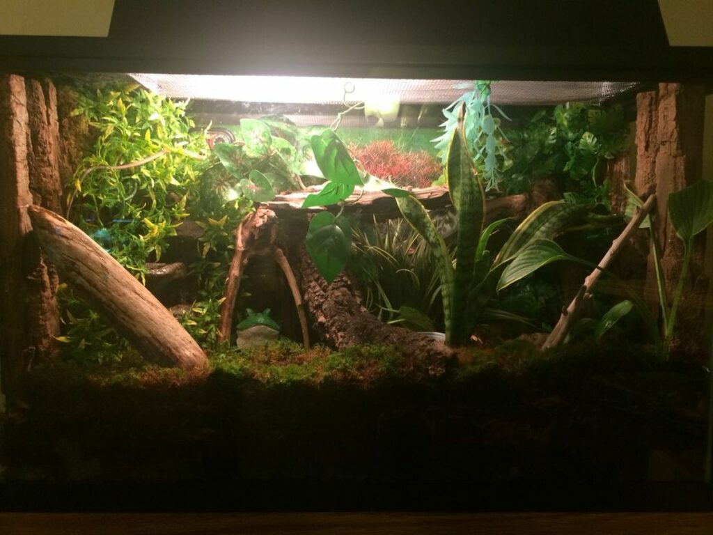 Long Tail Lizard Tank Mates