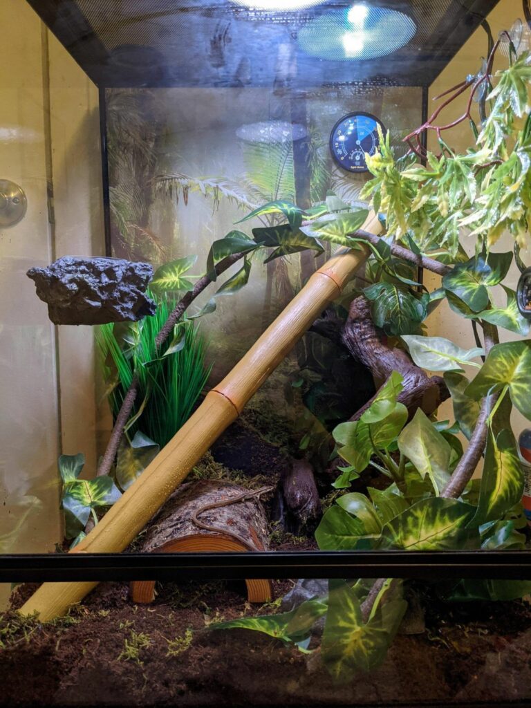 Long Tailed Grass Lizard enclosure