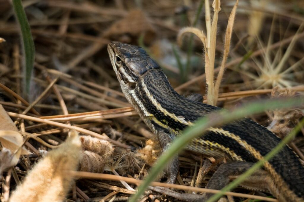 Long Tailed Lizard