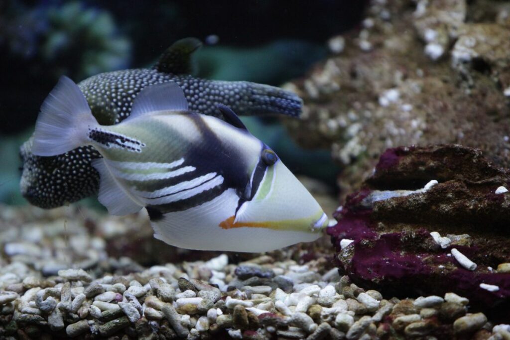 Picasso Triggerfish Tank Mates