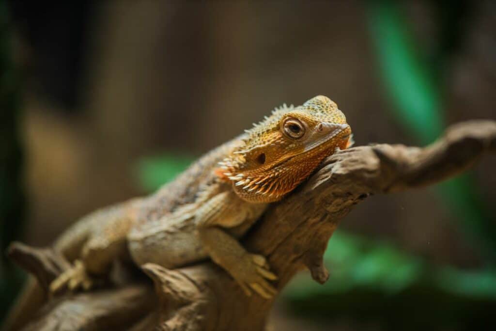 Bearded Dragon Lizards