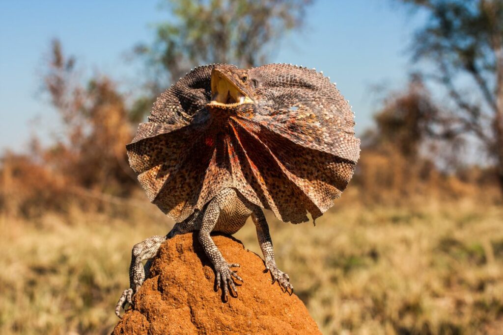 The Frilled Lizard