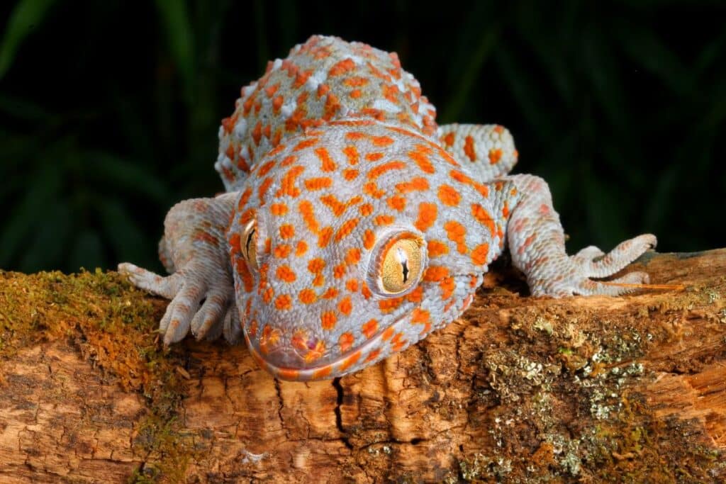 Tokay Gecko