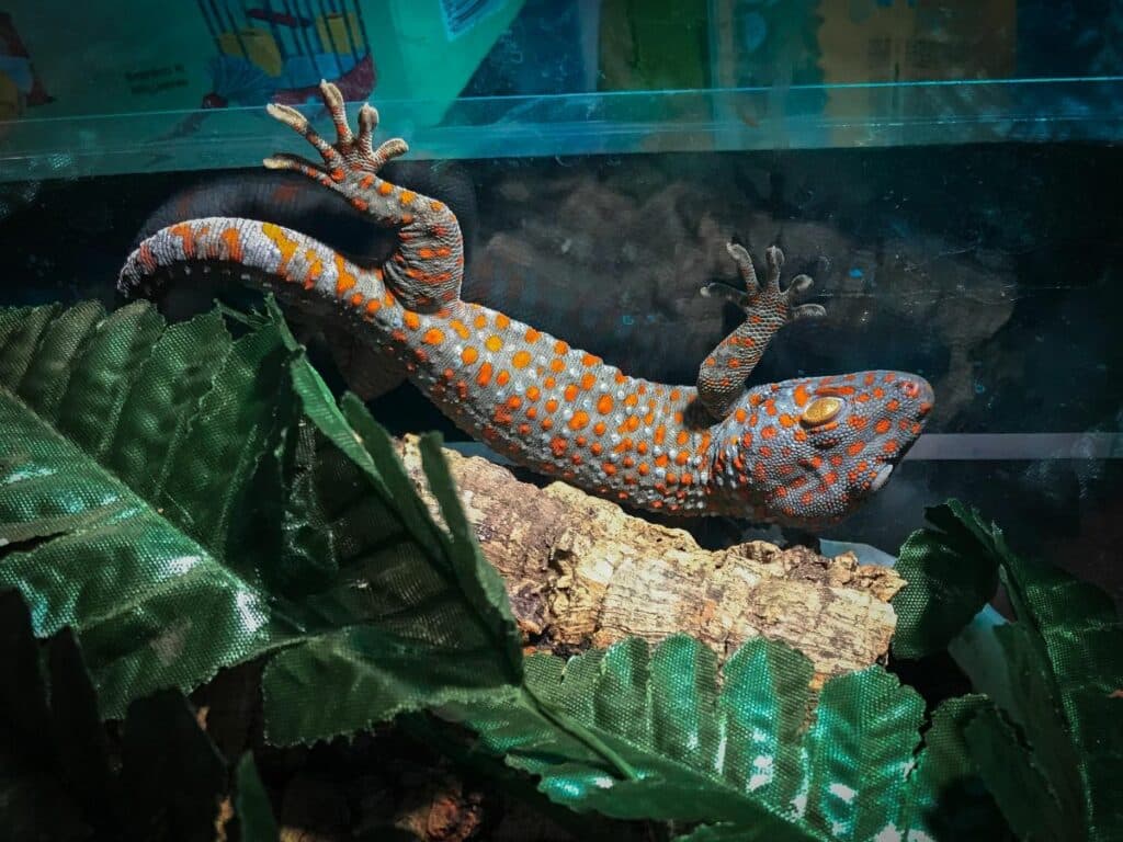 Tokay Gecko Setup