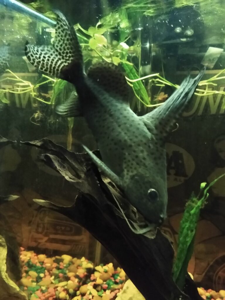 Upside-Down Catfish Tank Mates