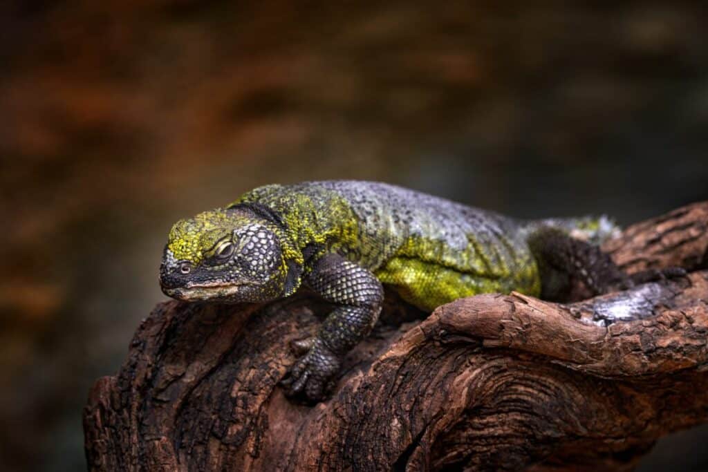 Uromastyx Lizard