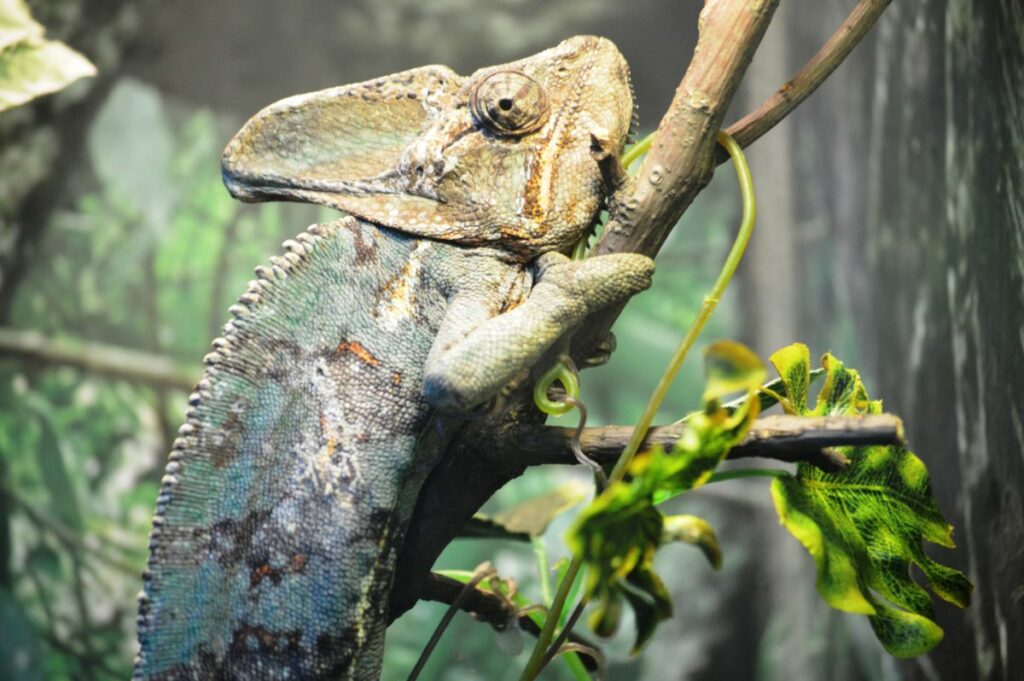 Veiled Chameleon