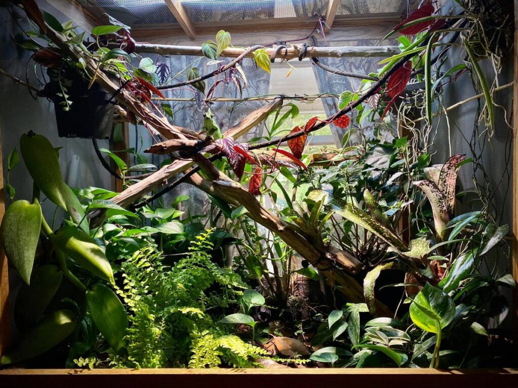 Veiled Chameleon Habitat Setup