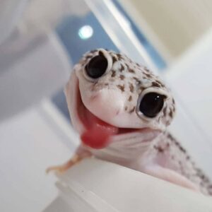 What Do Baby Lizards Eat? How to Feed Young Pet Lizards