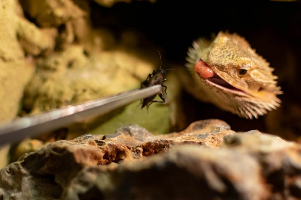 What Do Bearded Dragons Eat?