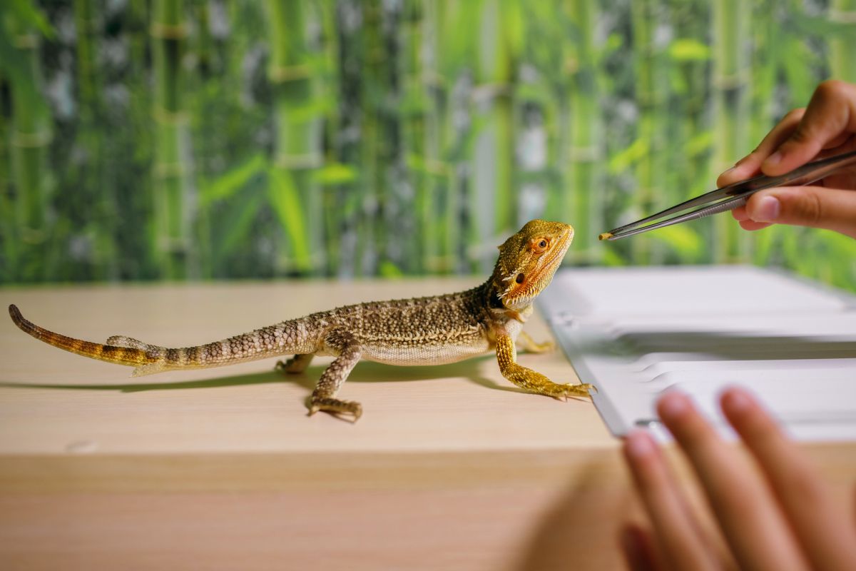 What Do Lizards Eat? - Building a Balanced Pet Reptile Diet