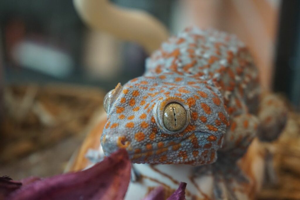 What Do Tokay Geckos Eat?