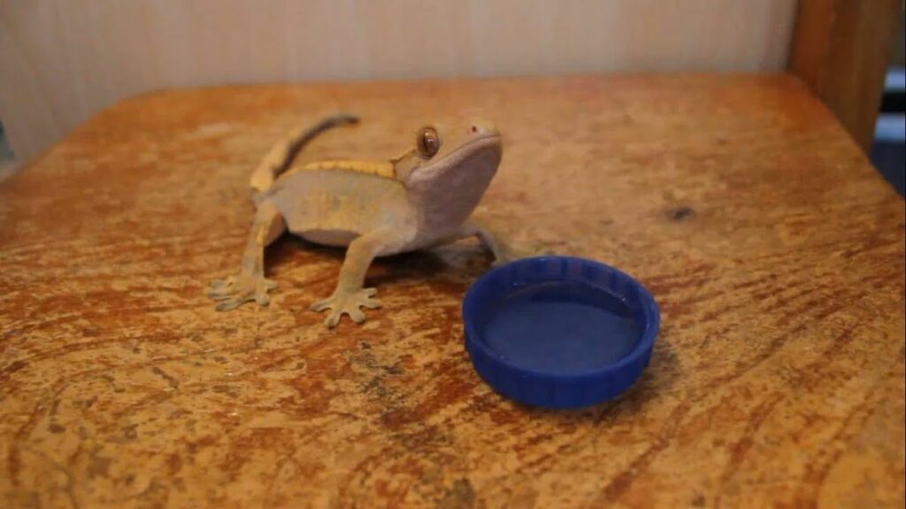 What Does a Baby Lizard Drink