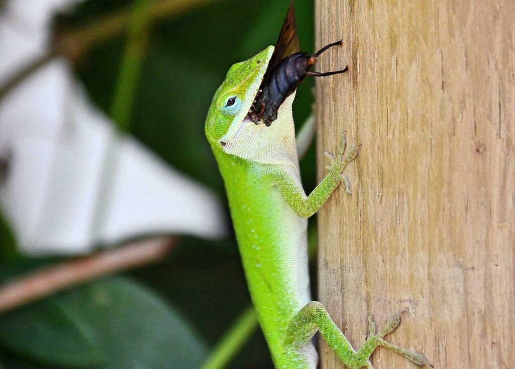 What Does a Green Anole Eat?