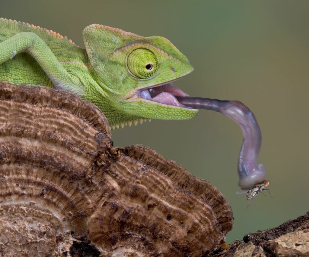 What Does a Veiled Chameleon Eat