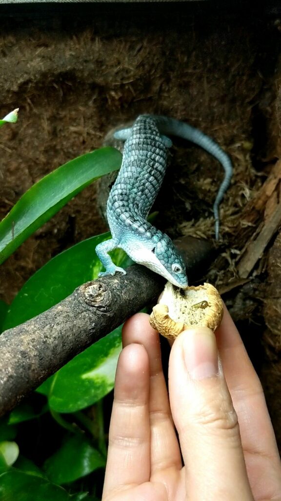 What Does an Alligator Lizard Eat