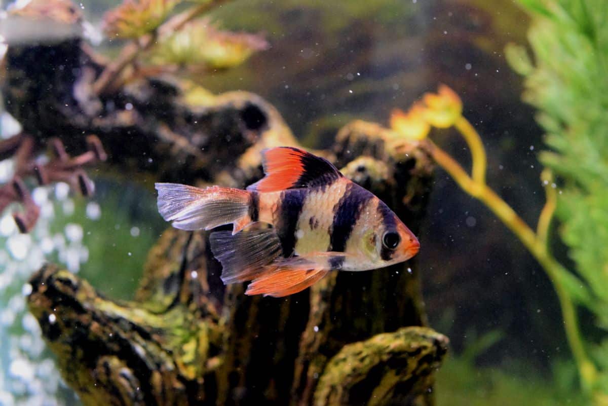 10 Popular Types Of Barb Fish