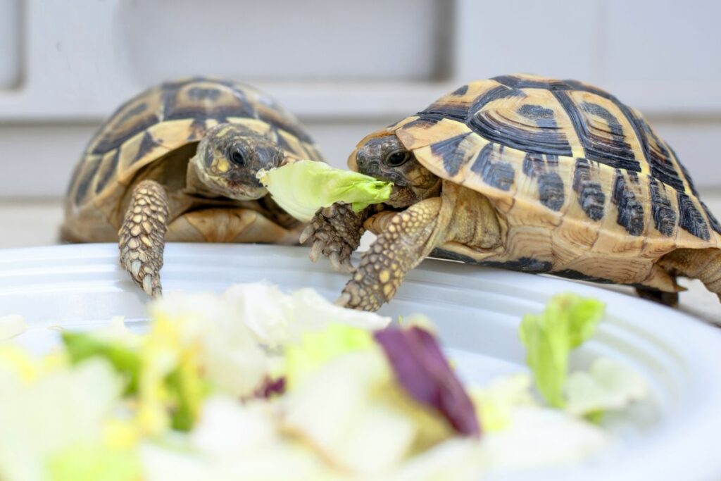 13 Types Of Small Turtles That Make Great Pets