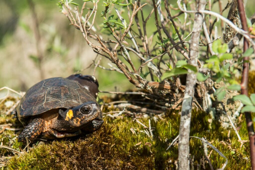 A Guide To Bog Turtle Care 
