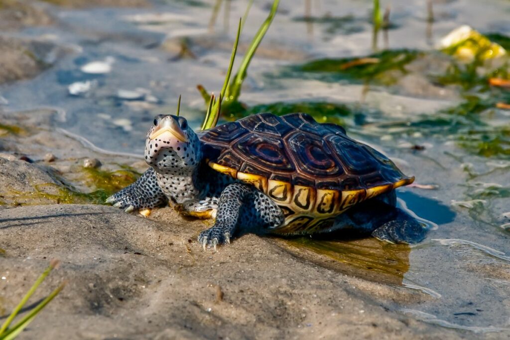 A Guide To Diamondback Terrapin Care