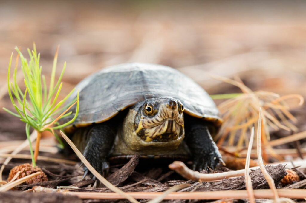 A Guide To Eastern Mud Turtle Care