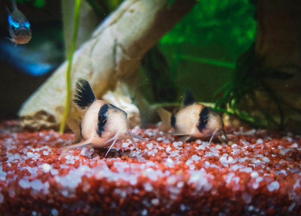 A Guide To Panda Cory Care